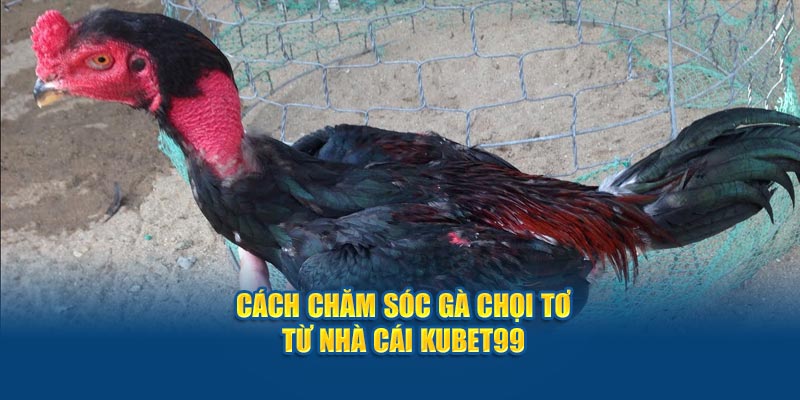 cach-cham-soc-ga-choi-to-tu-nha-cai-hubet